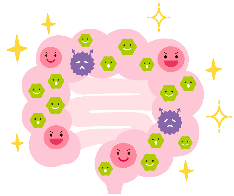 腸内フローラの理想的な状態のイメージ