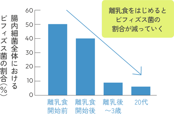 腸内細菌全体におけるビフィズス菌の割合（%）：離乳食開始前、離乳食開始後、離乳後〜3歳、20代の順に割合が減っていくグラフ。離乳食をはじめるとビフィズス菌の割合が減っていく