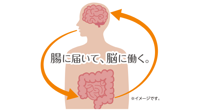 腸に届いて脳に働く。イメージ